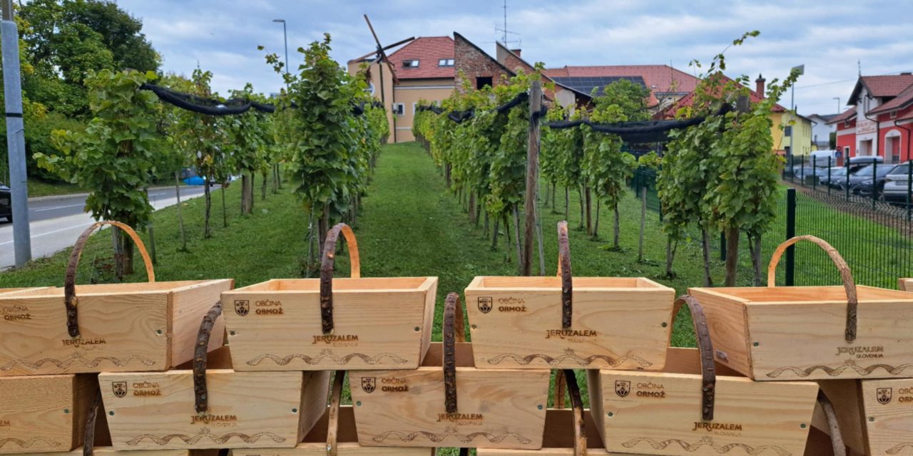 S trgatve 2025 v Ormoškem mestnem vinogradu: