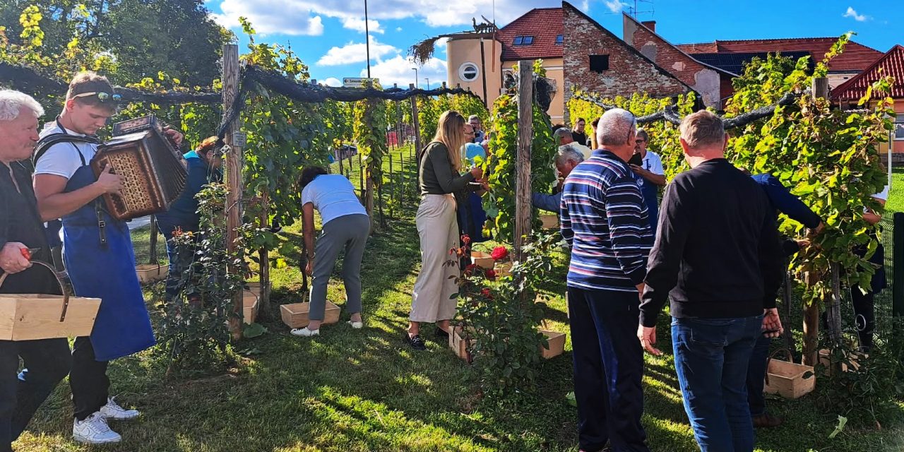 S trgatve 2026 v mestnem vinogradu: