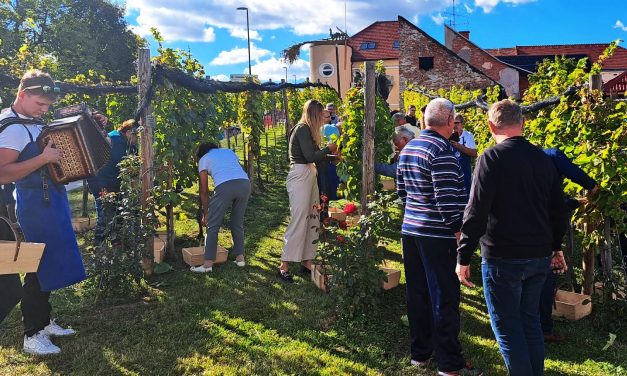 S trgatve 2026 v mestnem vinogradu: